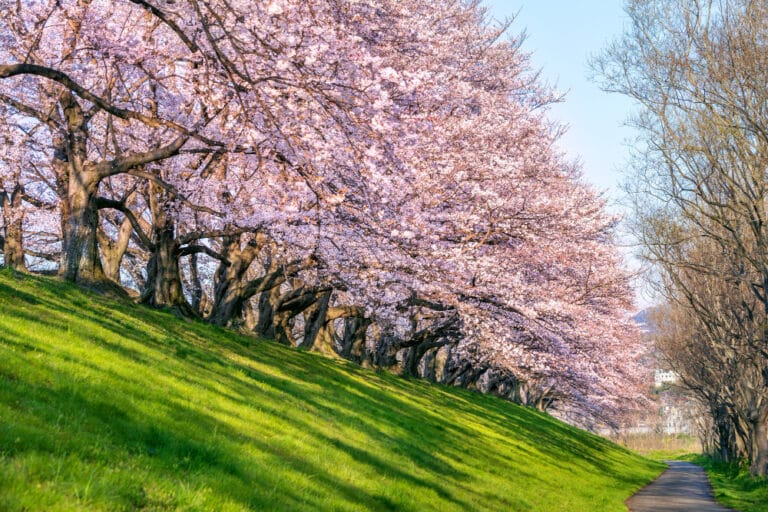 Cherry blossom trees in spring