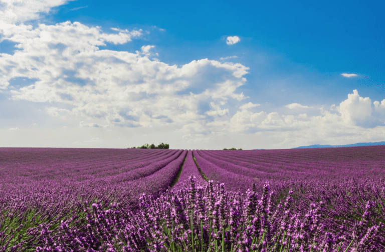 Beautiful purple lavender field